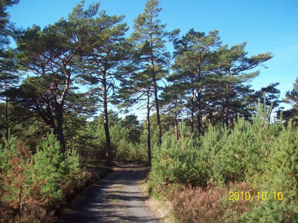 W drodze na plażę...