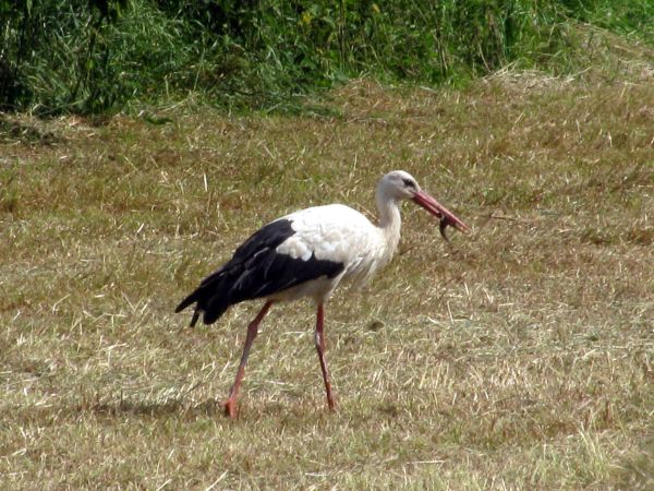 zdjecie Wola Wężykowa
