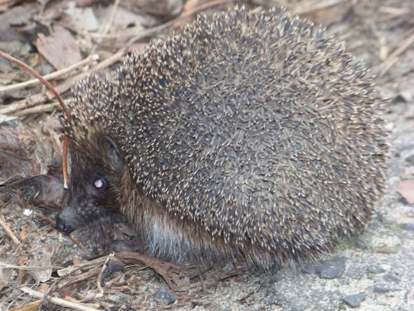 Jeż w przydomowym ogródku