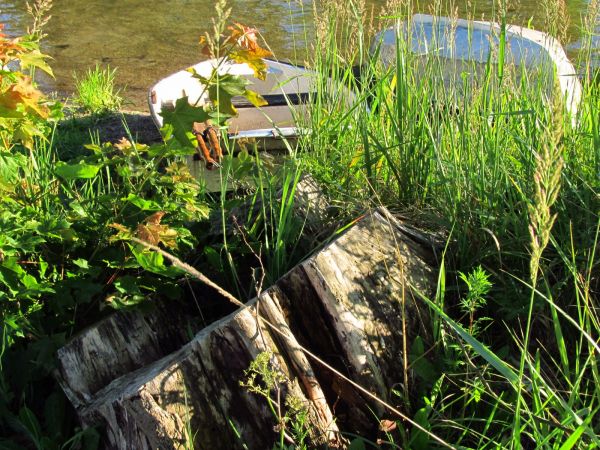 Pień drzewa i łódki na brzegu kanału Wdy przy ujściu z  jeziora Wdzydze