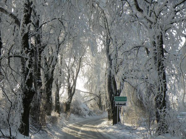 zdjecie Trzebienice
