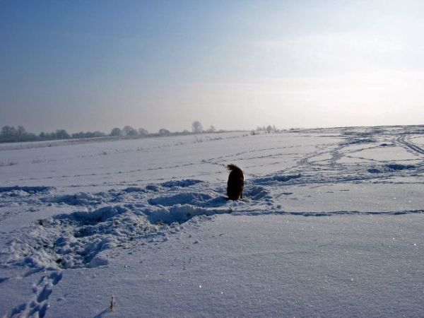 Nie ulega wątpliwości tu spały sarny