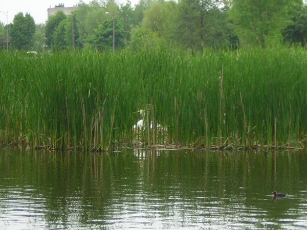 zdjecie Sulechów