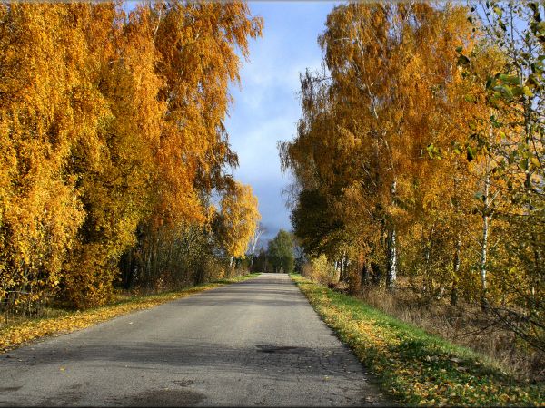 zdjecie Tyniewicze Duże