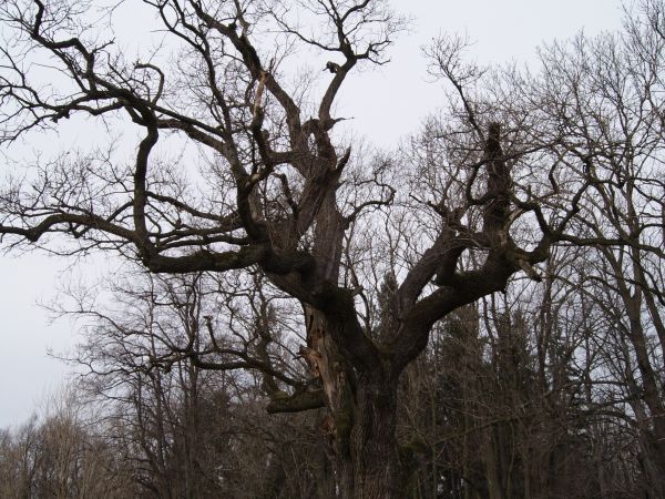 Zdjęcia Bażanowice