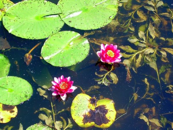 Arboretum w Bolestraszycach