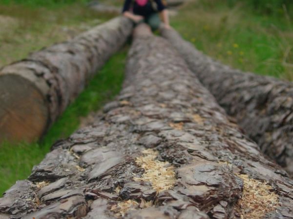 Wyrąb drzew w Puszczy Kampinoskiej