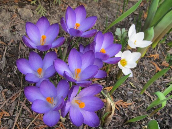 Jak w Zakopanym , tylko dużo mniej krokusów .