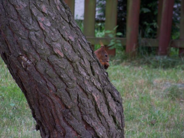 Stara znajoma - 12-06-2011