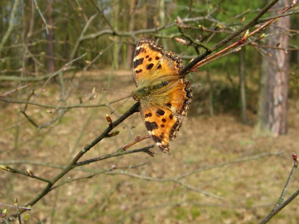 a to chyba między Toporowem a Bielawą Dolną starsza fotka