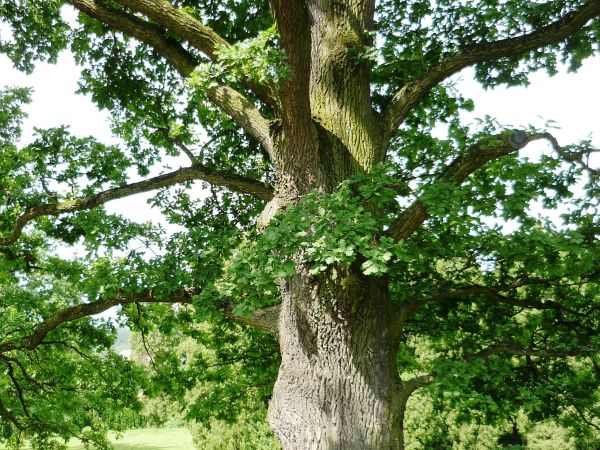 Jedna z najpiękniejszych rezydencji pałacowych w Polsce. Położona 10 km na południe od Przemyśla.  Zamek - pałac powstał w XVI wieku.  Przez kolejne lata rozbud
