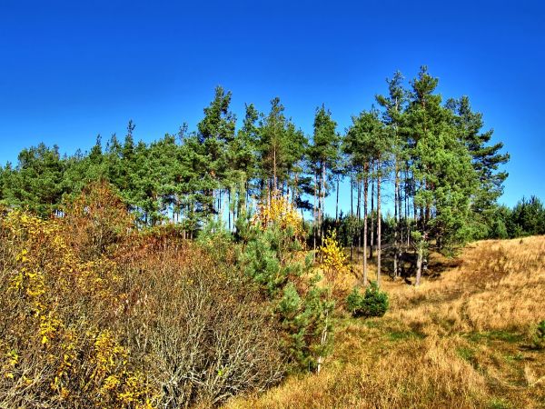Zarośla, krzaki i las