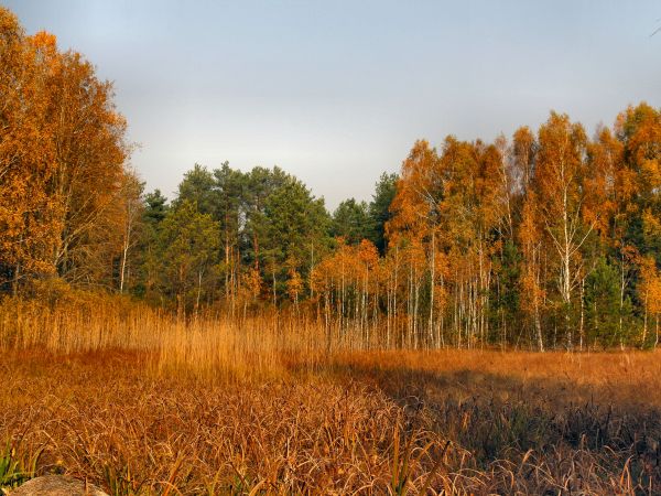 zdjecie Tyniewicze Duże