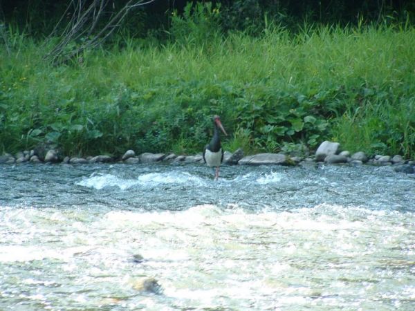 Dunajec - Bocian czarny