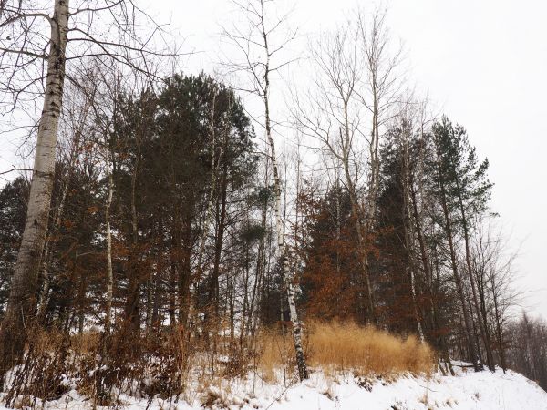 jesienią wejdziemy tam na grzyby, teraz słyszymy : czyrykanie - tj. donośny głos wydawany przez zwołujące się kuropatwy a później : furkot - odgłos wydawany prz