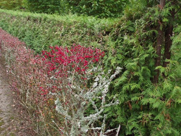 trzmielina pospolita - żywopłot "zainicjowała" a te plechy - porosty - mchy / trawertyny  i jeszcze uroku dodają - ale tam wszystko urokliwe, egzotyczne, insze.