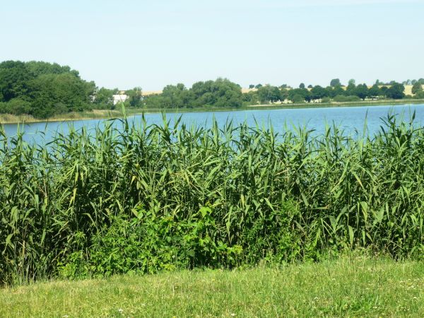 Osiedle w Biskupinie powstało  najprawdopodobniej zimą 738 roku p.n.e. Założono je na podmokłej wyspie na Jeziorze Biskupińskim (obecnie półwysep), o kształcie