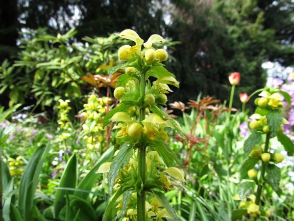 zdjecie Pietrzykowice