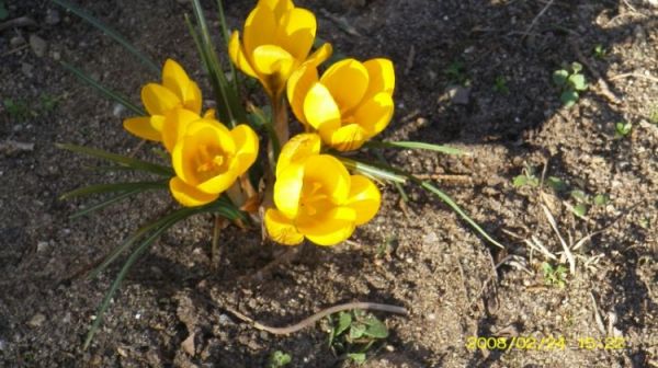 Osieczna - pierwsze krokusy