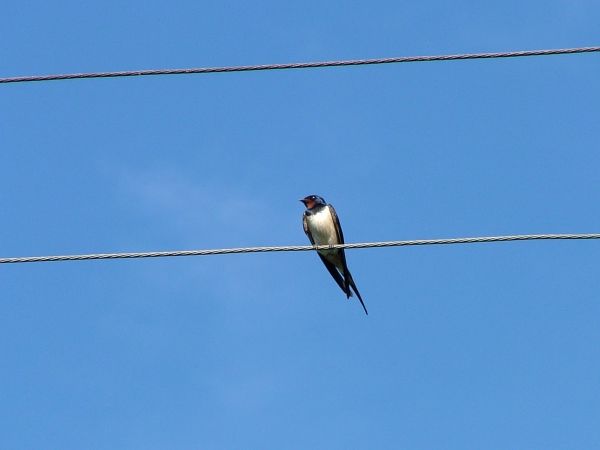 Jaskółka - liczny mieszkaniec okolic.