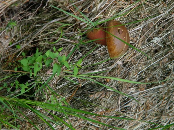 okolice Bielawa Dolna możliwe że to szatan grzyb