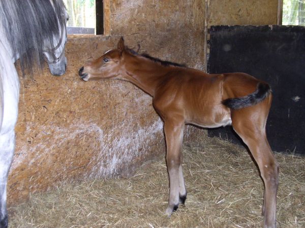 Zdjęcia Brzezie k. Sulechowa