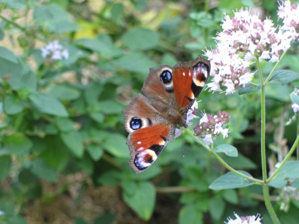 zdjecie Pietrzykowice
