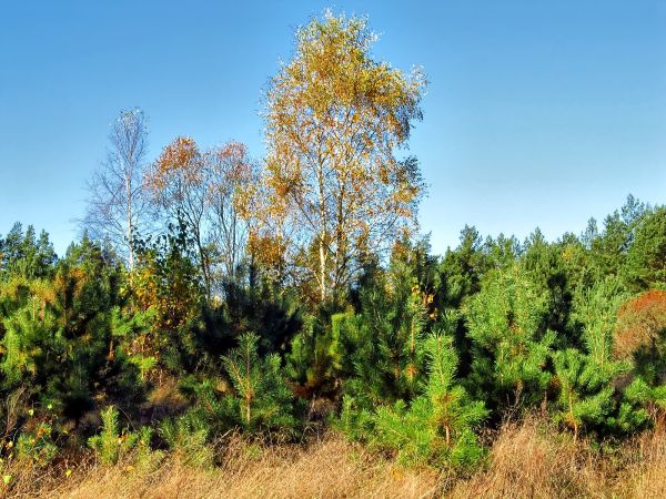 Zagajnik i lasek w Lubikach Małych