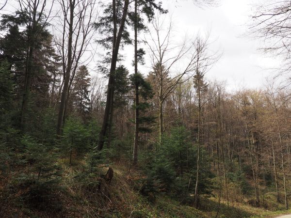 wzgórza otaczające dolinę zdroju porośnięte są lasami mieszanymi, będącymi pozostałością dawnej puszczy karpackiej i stanowią zagospodarowany park zdrojowy o po