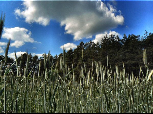 zdjecie Tyniewicze Duże