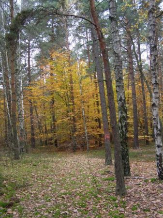 zdjecie Zalesie Górne