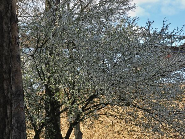 Na ulicy Mickiewicza, za kwitnącym drzewkiem widać surowiec na płyty pilśniowe produkowane przez firmę Steico