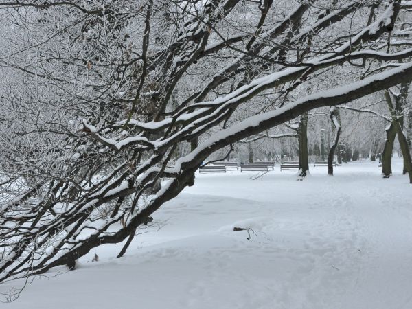 Wolsztyn park nad jeziorem w zimowej szacie, zima 2010/2011