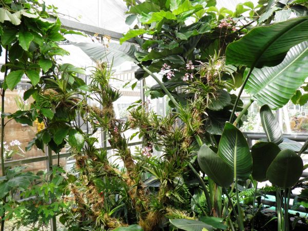 Zamek - Muzeum w Łańcucie. Storczykarnia