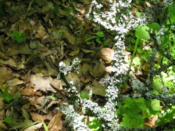 w rejonie Grodziska "Horodna" w źródliskach i w linii brzegowej strumieni leśnych, tu: Byczy Potok - ciekawe formy geologiczno-florystyczne /sole nietrwałego kw