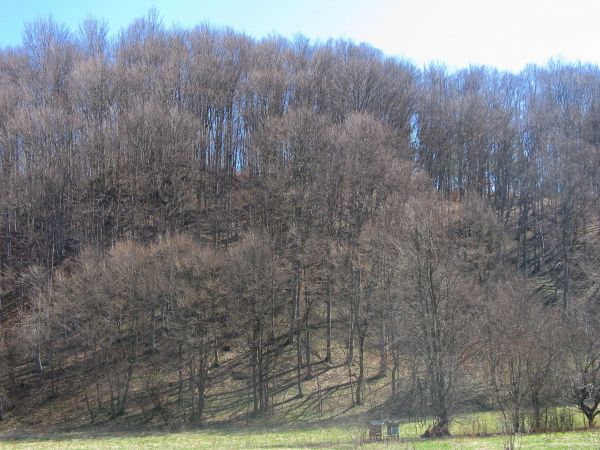 Grodzisko - w widłach Hoczewki i Sanu - poniżej na zdjęciu tabl.informacyjne.