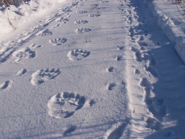 Tropy Y E T I  ???  Koszalin ,ul. Pszeniczna,od str. Działkowej,niedziela 07.02.2010.,godz.11.07.