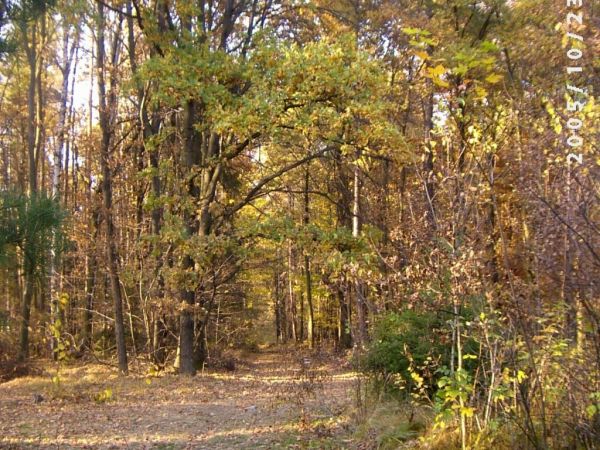 Spacery do lasu - to dobre dla zdrowia !