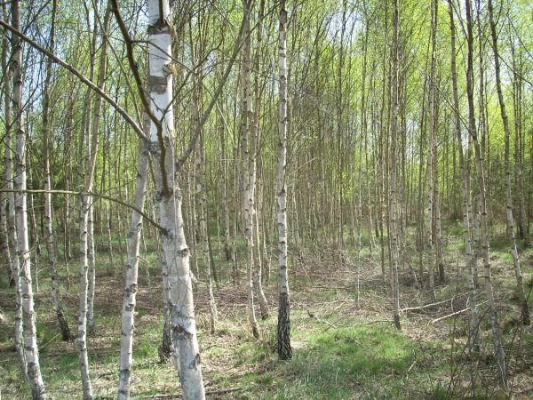 zdjecie Piłatowszczyzna