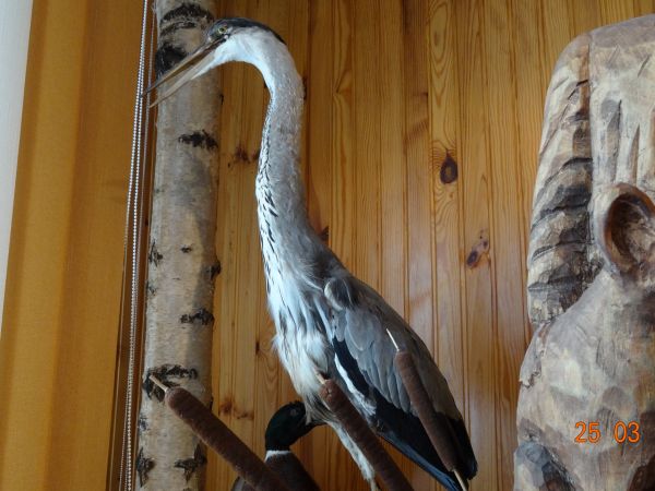 W budynku nadleśnictwa znajduje się interesująca wystawa dotycząca historii lasów, połączona z atrakcyjną ekspozycją owadów, nasion oraz próbek drewna. Na wysta