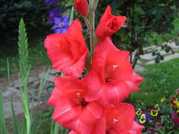 zdjecie Pietrzykowice