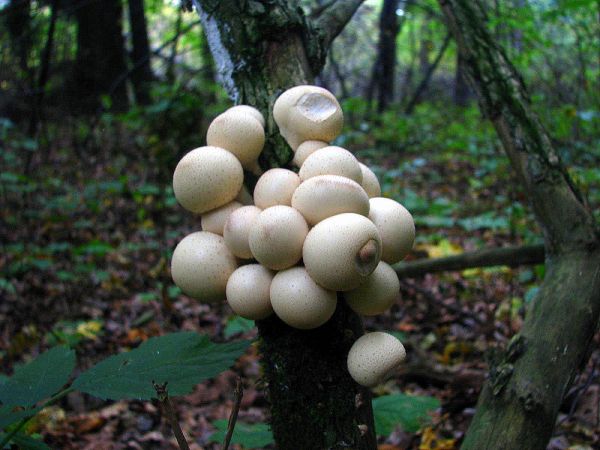 Runo leśne  w dzielnicy Będzin- Grodziec (Las Grodziecki)