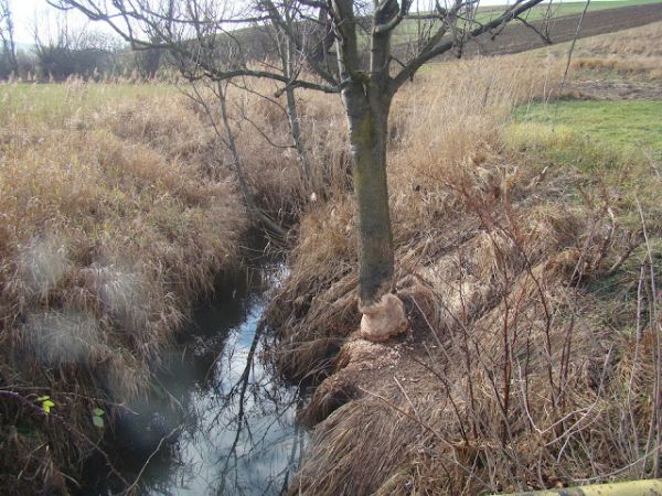 to nie tzw. barbarzyńskie cerhlenie - temat przy galerii: Kostryń - zapraszam ! - tu jacyś "fachowcy" byli...