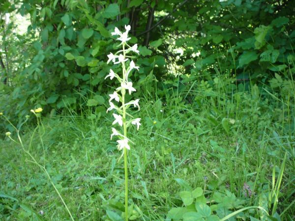 Dziko rosnący storczyk w Harbutowicach.