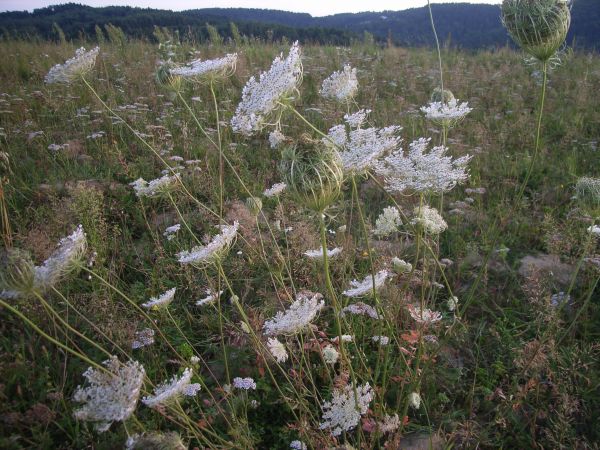 Piękna Ruda Kameralna