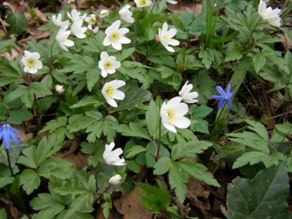 Pierwsze wiosenne kwiaty - zdjęcie wykonane na starym cmentarzu niemieckim w Salinie