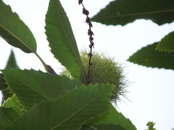 kasztan jadalny - maron, egzotyczny przedstawiciel w tym dworskim parku.