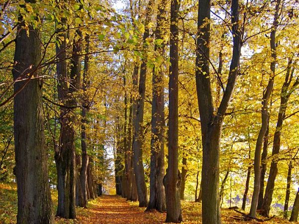 Waplewo Wielkie - aleja parkowa (październik 2013)