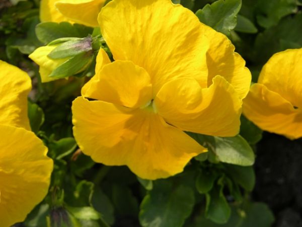 Kwiaty na klombach w parku w Busku-Zdroju.