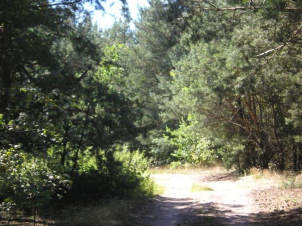 Las kolo starego opola